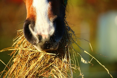 Is HAVENS concentrate feed a complete feed for horses?